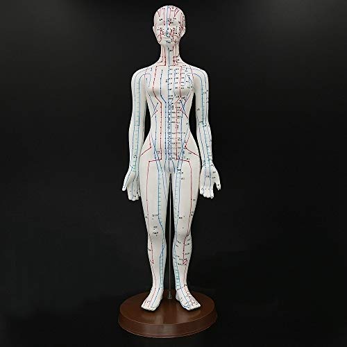 Acupuncture Model 48cm Female with Base Human Acupuncture meridians Model Acupuncture Starter Kit - Thumbnail 2