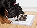 Hartz Home Protection Lavender Scented USA Made Dog Pads, 100 count, Super Absorbent & Won't Leak, Odor Eliminating