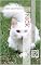 Livro Nick: O Gato Que Falava Com o Vento
