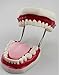 SMKF Large Anatomical Teeth Models - Dentist Teaching Oral Hygiene Model 8.66 * 5.9 * 5.5 inches