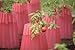 Bosmere Kozy Coats Garden Teepee Insulated Plant Covers | Protects Plants From Winter Weather, Water Filled Freeze Protection For Plants | Pack of 6