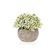 T4U Artificial Succulent Plants Potted, Mini Fake Colorful Lifelike Flowers in Pots for Home Office Wedding Decoration Pack of 6
