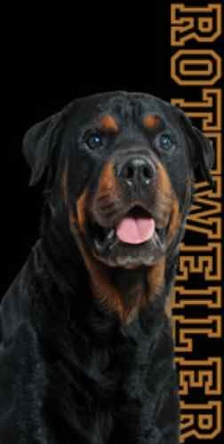 Rottweiler Dog Beach Towel
