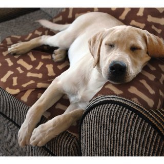 brindle soft memory foam dog bed