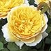 David Austin English Roses Charlotte