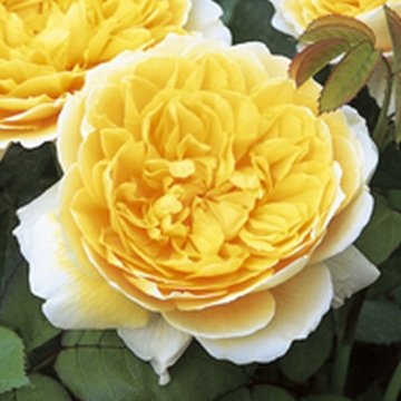 David Austin English Roses Charlotte David Austin English Roses Charlotte