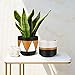 JUNROYM Matte White & Black Ceramic Flower Pot 6 inch Set of 2 Indoor Planters with Drainage Hole Gold Detailing