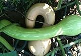 David's Garden Seeds Squash Summer Tromboncino 25 Organic Heirloom Seeds