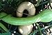 David's Garden Seeds Squash Summer Tromboncino D53607SES (White) 25 Organic Heirloom Seeds