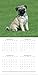2018 Pugs Calendar - 12 x 12 Wall Calendar - With 210 Calendar Stickers