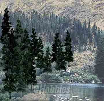 Value Trees, Conifer 4-6" (24)