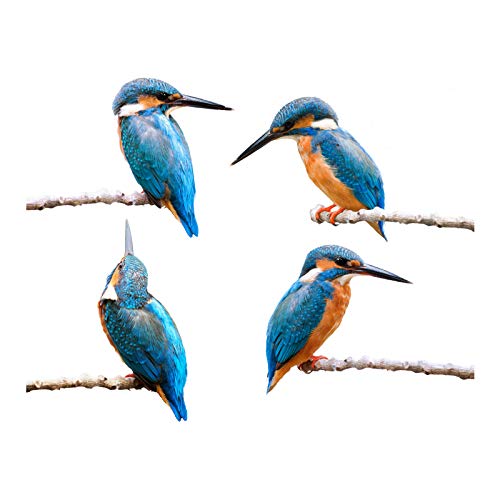 4 x Kingfisher Bird Window Stickers for Glass - Double Sided Decorative Anti Bird Strike Window Stickers