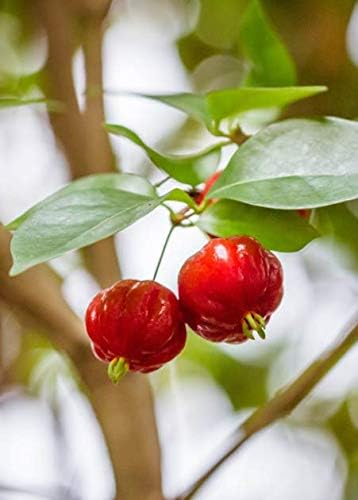 1 Surinam Cherry Fruit Tree Eugenia Uniflora Fruiting Age Live Potted Plant WCRF34