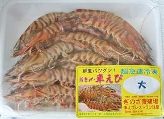 Amazon 急速冷凍 宜野座村産 車えび 活き締め 500g 大 約15 5cm 17 尾 1箱 ギフト箱入 宜野座養殖場 活き海老に劣らない ぷりぷり食感と極上の甘みの車海老 流水で簡単解凍 お刺身 お寿司 エビフライ エビチリ 塩焼きに 車えび 鮮魚 通販