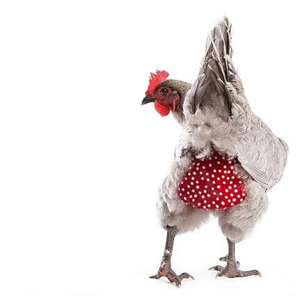 Chicken Diaper