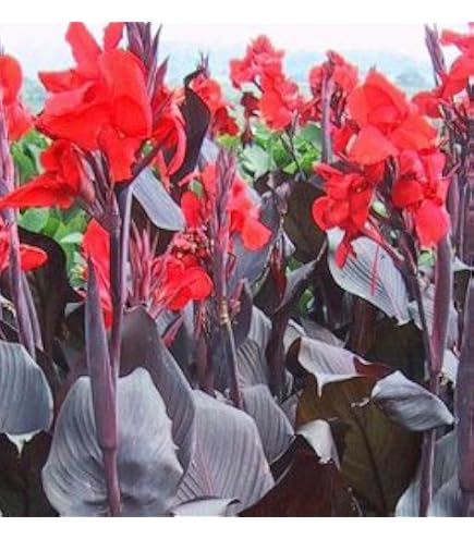 Bulbo De Canna Híbrida - Planta Perenne De Floración Larga, Ideal Para Jardín, Estanques Y Exteriores