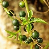 250 viable seeds of Gynostemma pentaphyllum, Jiaogulan, famous medicinal herb