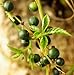250 viable seeds of Gynostemma pentaphyllum, Jiaogulan, famous medicinal herb