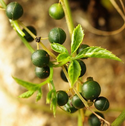 Asklepios-seeds - 250 viable seeds of Gynostemma pentaphyllum, Jiaogulan, famous medicinal herb Asklepios-seeds - 250 viable seeds of Gynostemma pentaphyllum, Jiaogulan, famous medicinal herb