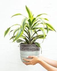 Dracaena Lemon Lime