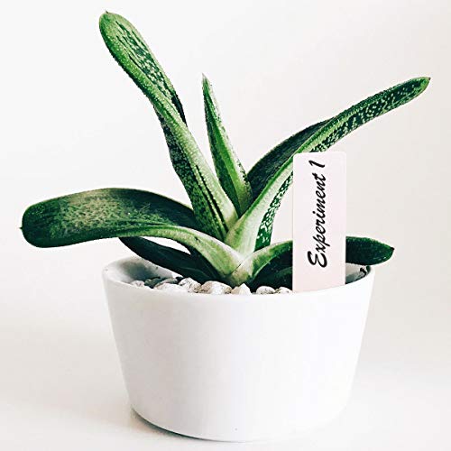 eZAKKA 100Pcs Plant Labels Plastic Plant Markers Plant Tags Nursery Garden Stakes Pot Marker (4 Inches) - Thumbnail 6
