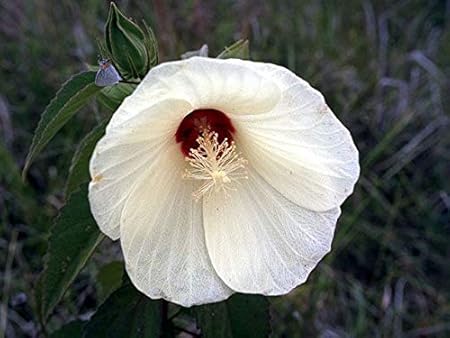 Amazon Com Hibiscus Lasiocarpos Hairy Fruited Rose Mallow False Cotton 10 Seeds Garden Outdoor