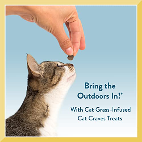 PET GREENS TREATS SAVORY SALMON SEMI-MOIST CAT TREATS 3 OUNCE (PACK OF 1)