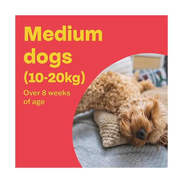 Bob-Martin-Clear-Spot-On-Flea-Treatment-for-Medium-Dogs-10-20-kg-Kills-Fleas-Ticks-Lice-Fast-Control-24-Week-Protection-3-Pipettes Bob Martin Clear | Spot On Flea Treatment for Medium Dogs (10-20Kg) | Kills Fleas, Ticks & Lice | Fast Control, 24 Week…