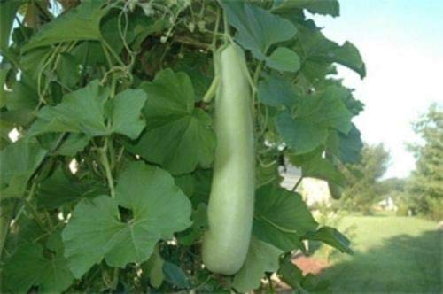 Edible Long Bottle Gourd Seeds - Asian Opo Squash, Dudi, Calabash, Long Melon - 10 Easy Grow Seeds