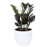Costa Farms Raven ZZ Trending Tropicals Collection Live Indoor Plant, 12-Inch Tall, White Décor Planter