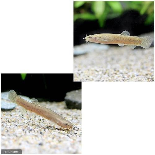Amazon 淡水魚 ホトケドジョウ １匹 どじょう Charm チャーム 観賞魚 水中生物 通販