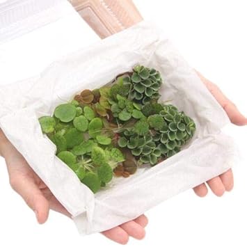 Amazon 水草 おまかせ浮き草 大パック 無農薬 約３０株 １パック 北海道航空便要保温 Charm チャーム 生体水草 通販