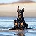 2020 Doberman Pinschers 16 Month 12 x 12 Wall Calendar by Bright Day Calendars (Doberman Pinschers 2019)