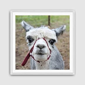 Framed Canvas Wall Art Alpaca Canvas Prints Home Artwork Decoration for Living Room,Bedroom - 16x16 inches