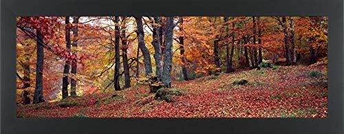 Easy Art Prints Panoramic Images's 'Beech Trees in Autumn, Aberfeldy, Perth and Kinross, Scotland' Premium Framed Canvas Art - 36" x 12"- Classic Black Frame
