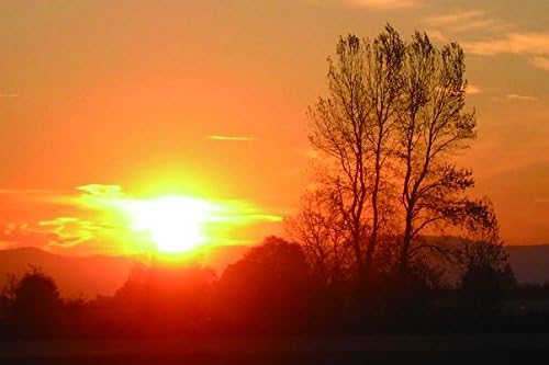 Decline sun light evening tree branches horizon orange- Nature Art Poster Print on Canvas 16x24in (P-1000078)