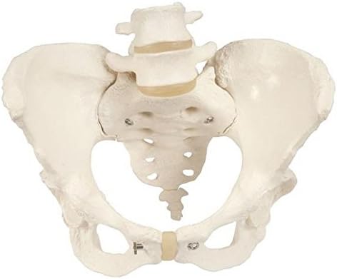 Anatomical Innovations 971 Female Pelvic Skeleton Model