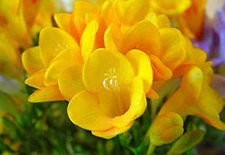 Radha Krishna Agriculture Freesia Yellow Aromatic Flower Bulbs Foe Gardening(Pack of 2 Bulbs)