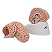 3B Scientific C18 Classic Brain 5 part - 3B Smart Anatomy