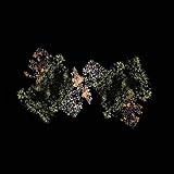 WOODSMAN (COLV) (DLCD)                             image