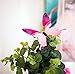 FLY SPRAY 24pcs Vivid Pink Butterfly Mural Decor Removable Wall Stickers with Adhesive Decals Nursery Decoration 3D Crafts
