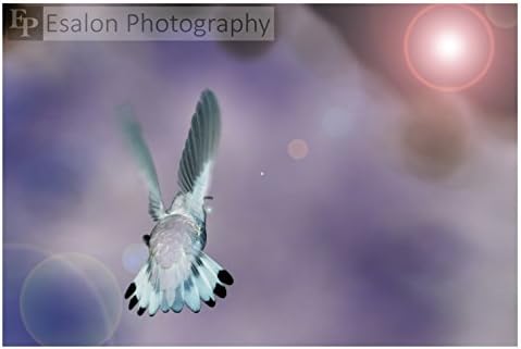 Free Bird, spiritual white Hummingbird flying toward the light an original color print