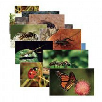 Stages Learning Materials Insects Posters for Classroom Decoration Decoration Real Photo Science Chart for Bulletin Board, Centers & Circle Time 14 Picture Cards