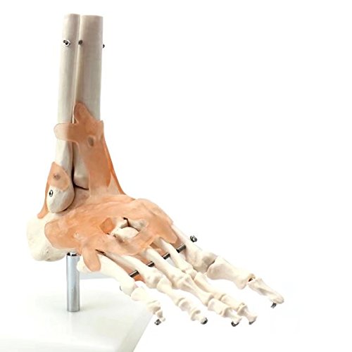 BoNew Life Size Foot Joint with Ligaments Anatomical Skeleton Model - Medical Anatomy