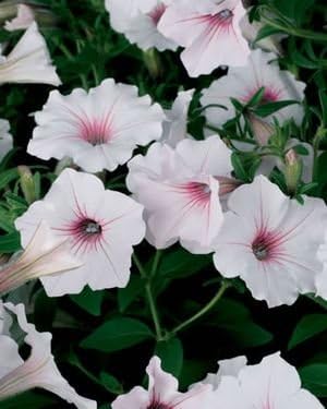 Romence Gardens, Proven Winners Petunia hybrid 'Supertunia® Vista Silverberry'
