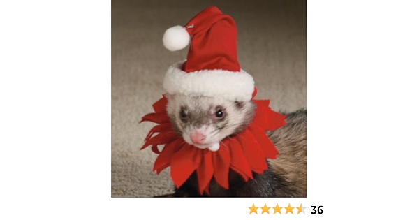 ferret clothes amazon