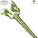 3 Betta Bamboo Plant – Create attractive Zen Garden - Purifies water by absorbing Nitrate and Ammonia - Control algae by competing for nutrients - Extreme Hardy plant, survive in low light condition