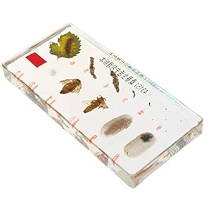 Homyl Esemplare di Animali Realistici Fermacarte di Giocattoli per La Crescita delle Piante per L'insegnamento della…