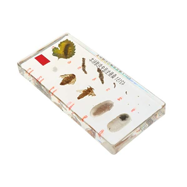 Homyl Esemplare di Animali Realistici Fermacarte di Giocattoli per La Crescita delle Piante per L'insegnamento della…