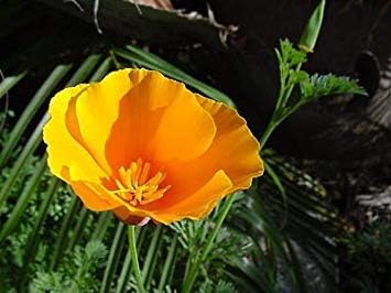 Amazon Com Shopvise Organic Californian Poppy Seeds Natural